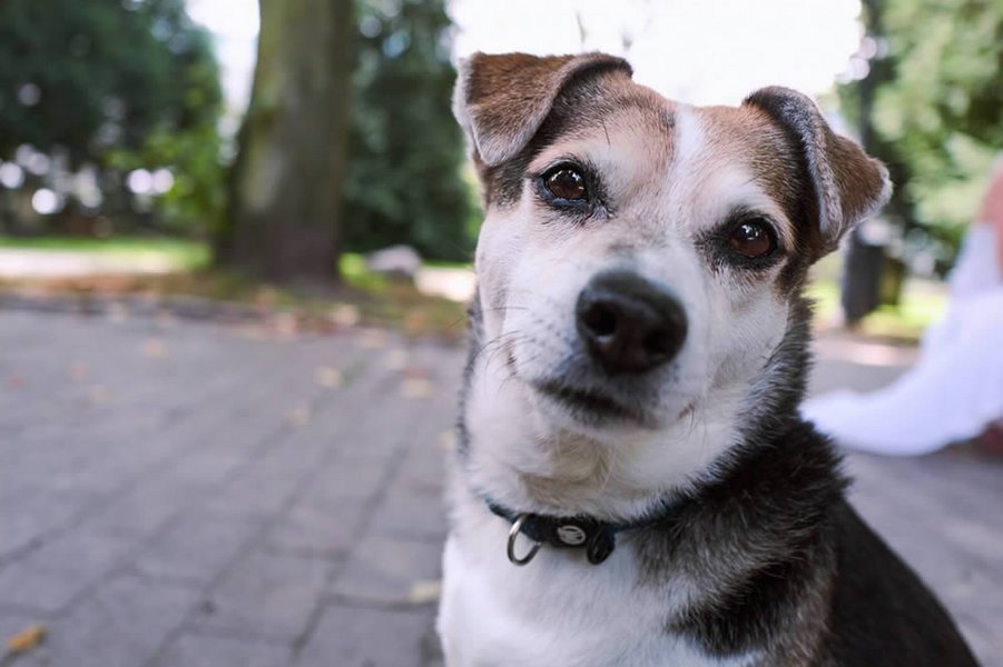 hunde_kacken_gegen_rechts_12