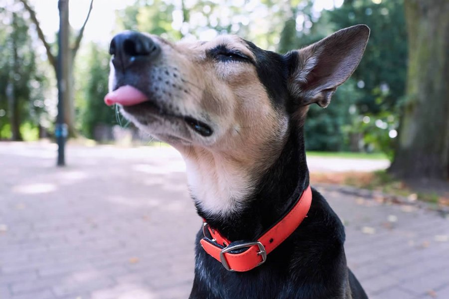 hunde_kacken_gegen_rechts_32