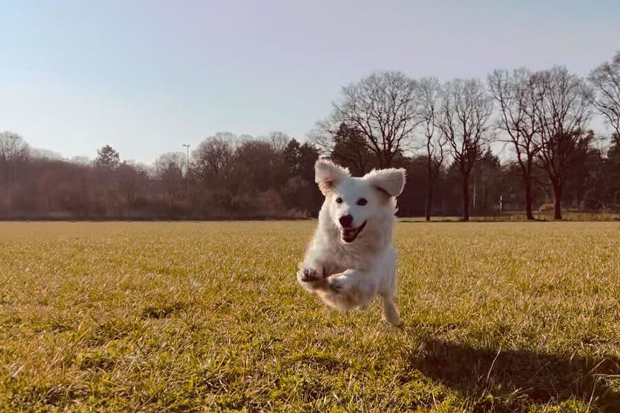 hunde_kacken_gegen_rechts_42