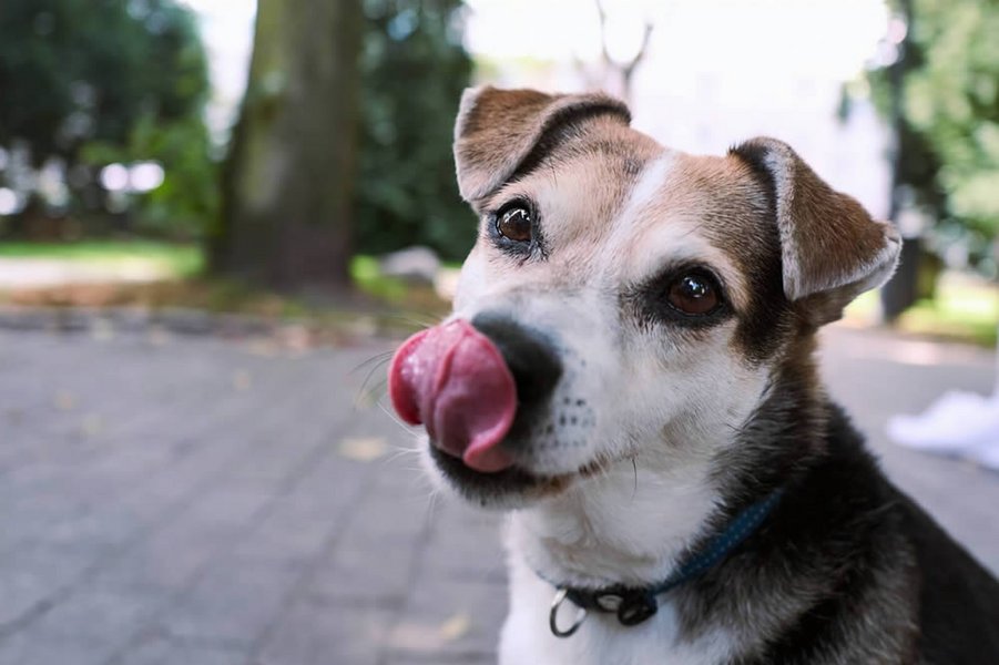 hunde_kacken_gegen_rechts_23